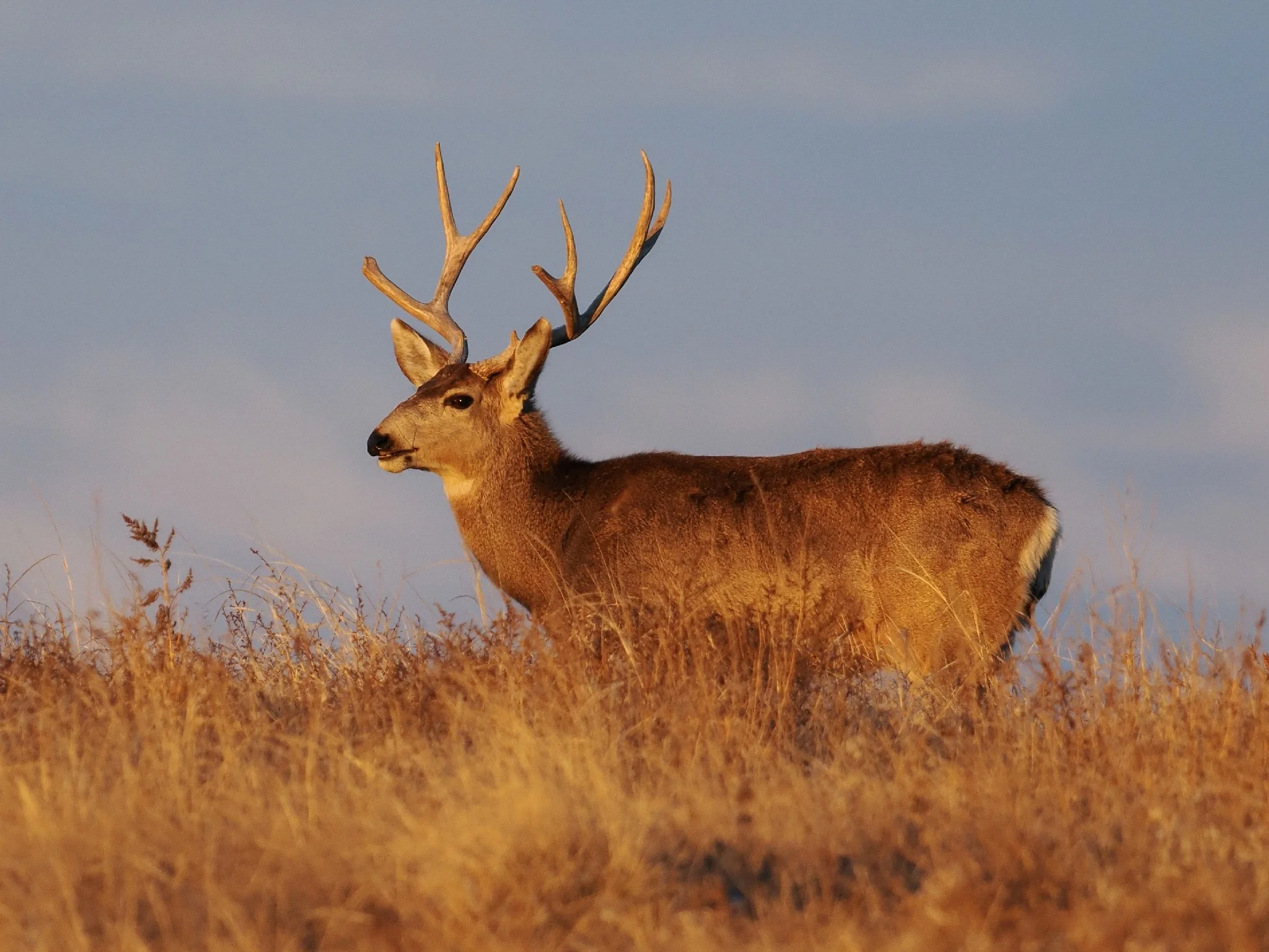 Swartstertree (Muledeer)