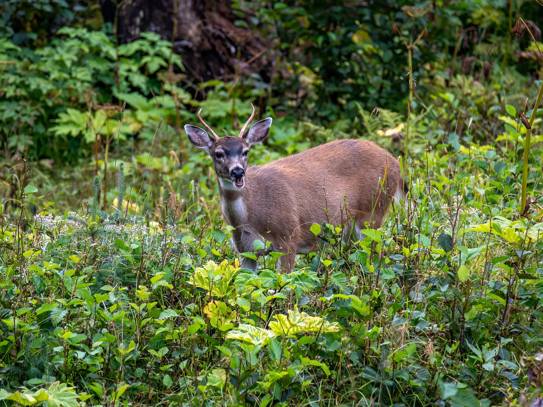 Sitka-witstertree (Sitka-witstertbok)