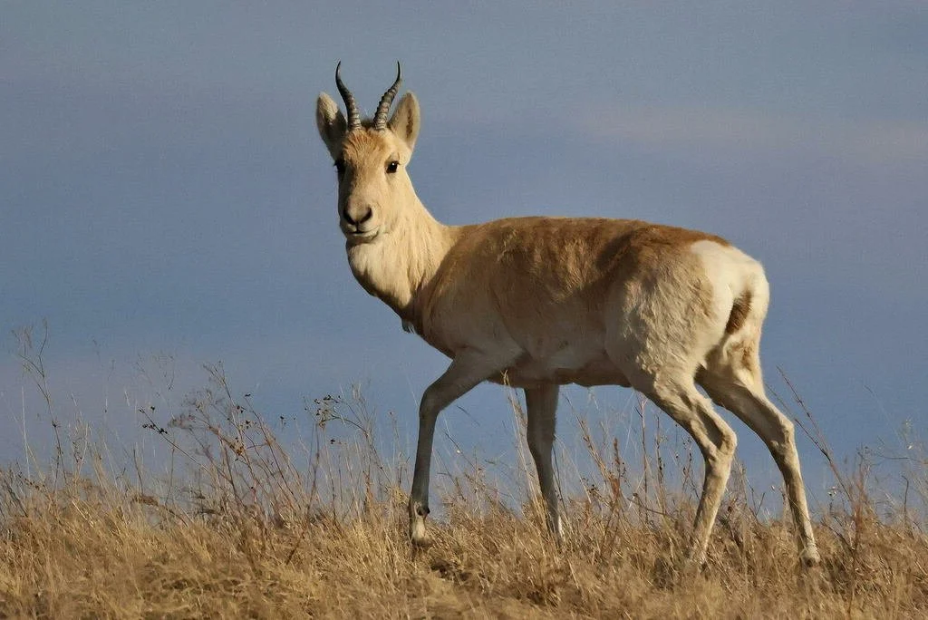 Mongoolse gazelle (Goedgazelle)