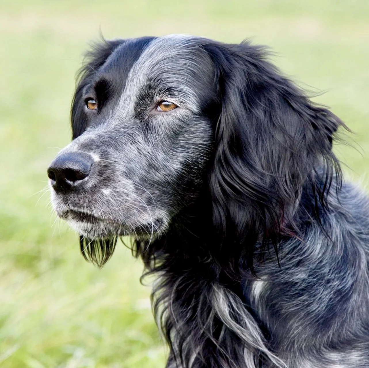 Blue Picardy Spaniel Hunting Dog: A Versatile Companion in the Field