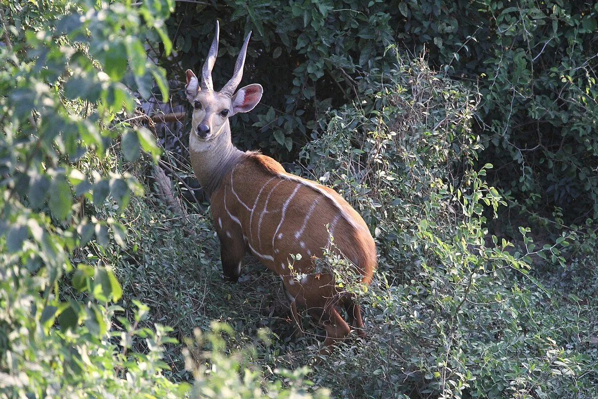 Bosbok (Bosbokram)