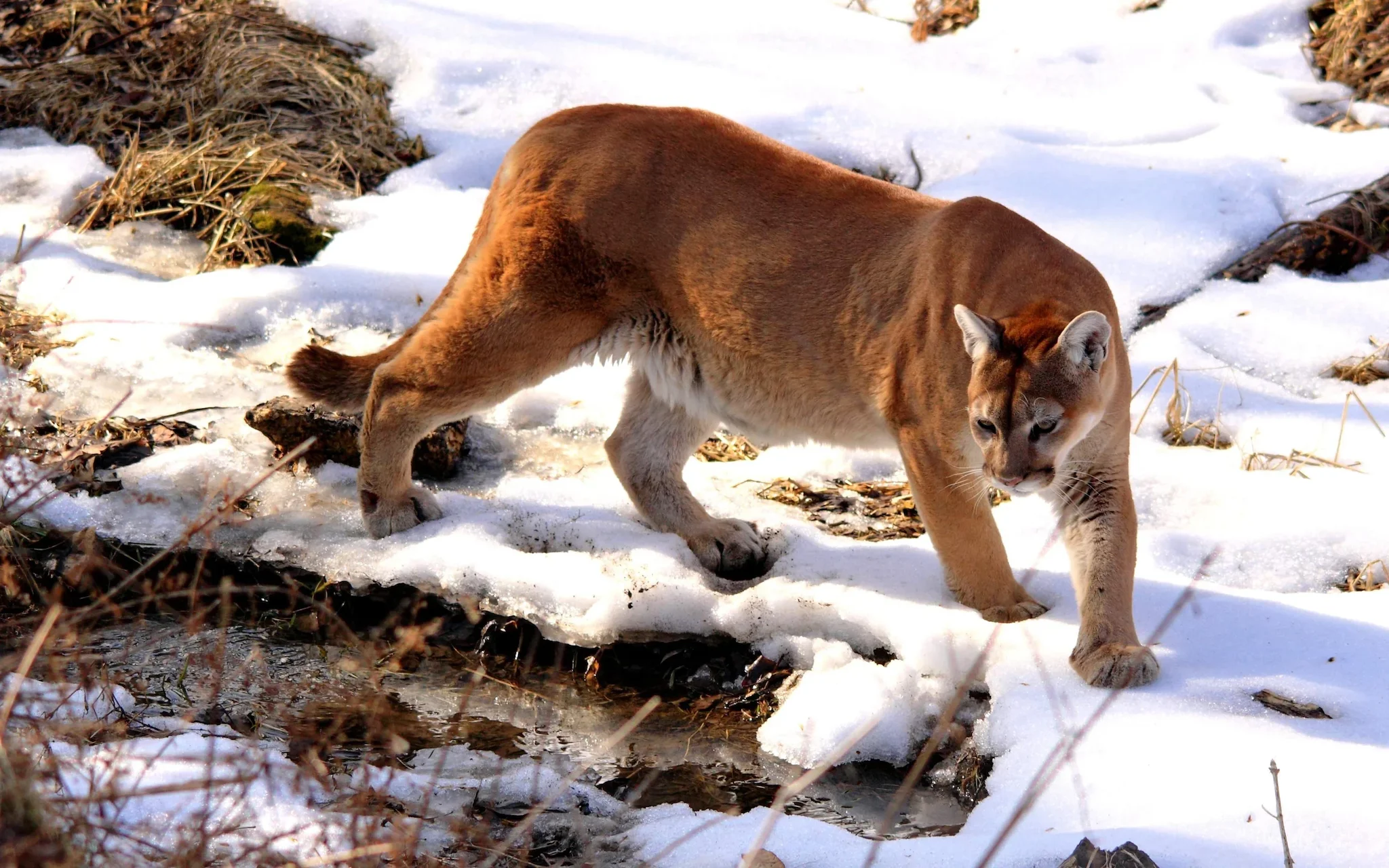 Puma (Koegoea)