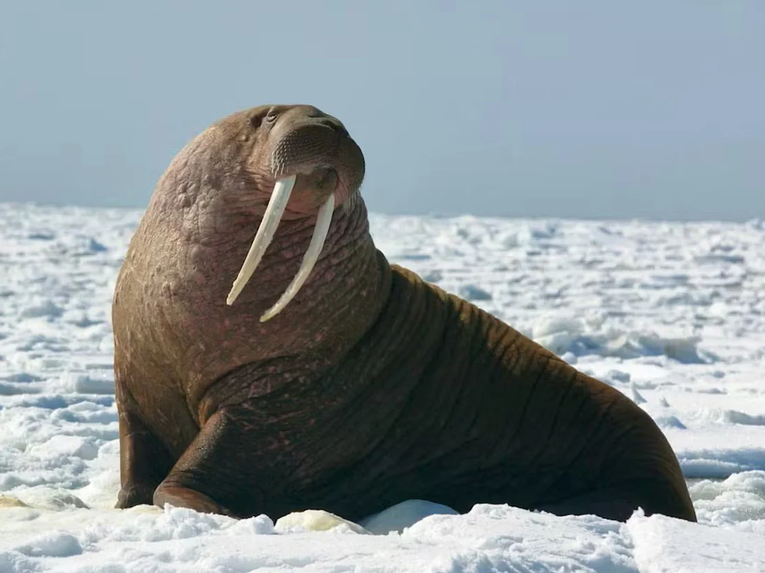 Pacifiese walrus (Noordelike walrus)