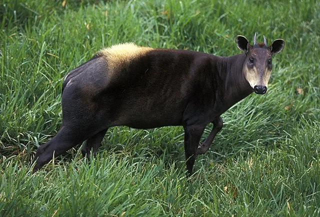 Vaalribbok (Grysribbok)