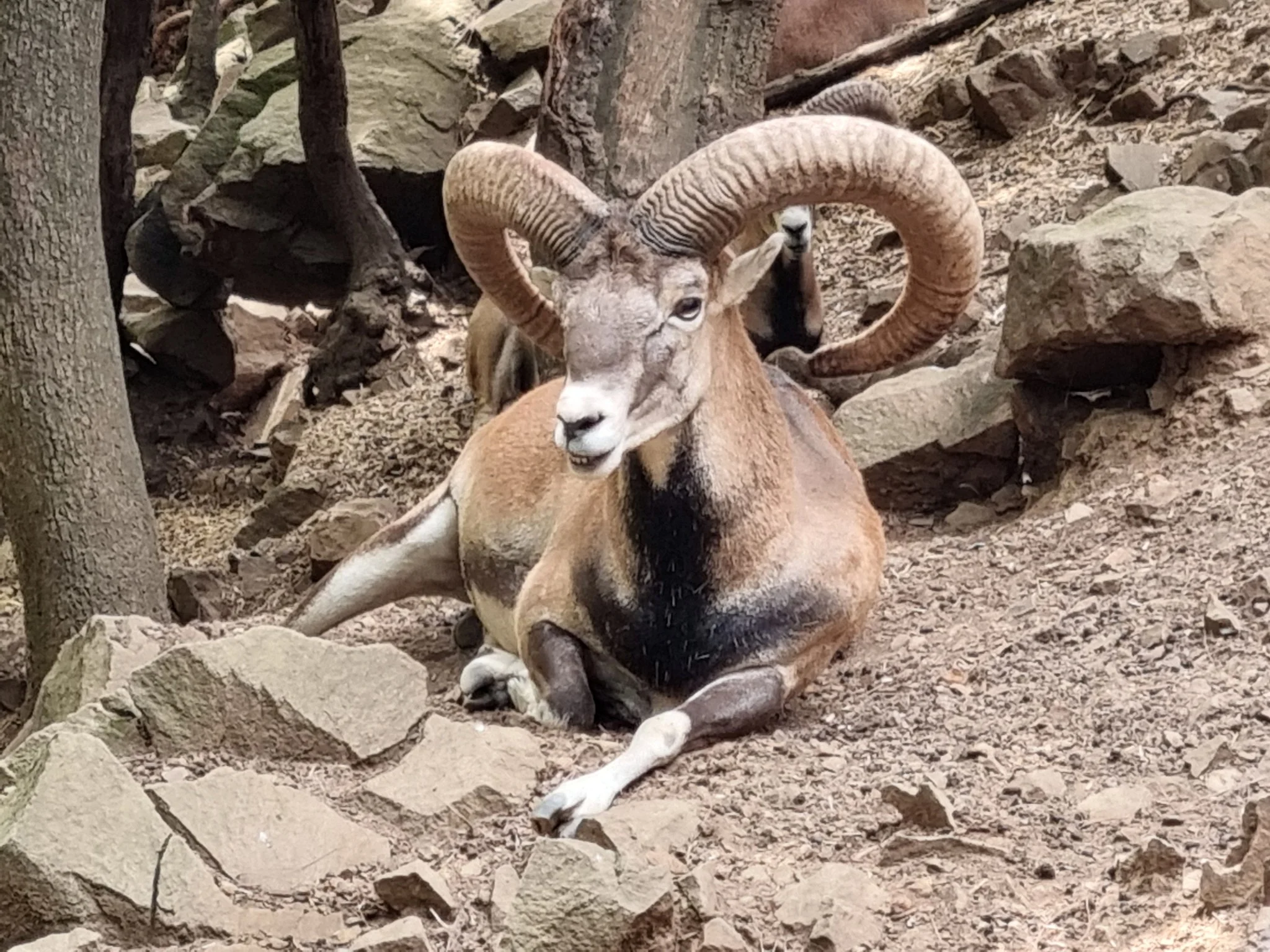 Mouflon (Oos-Middellandse Mouflon)