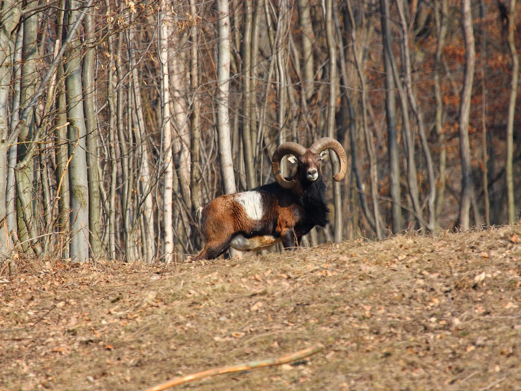 Moesmoes (Europese moesmoes)