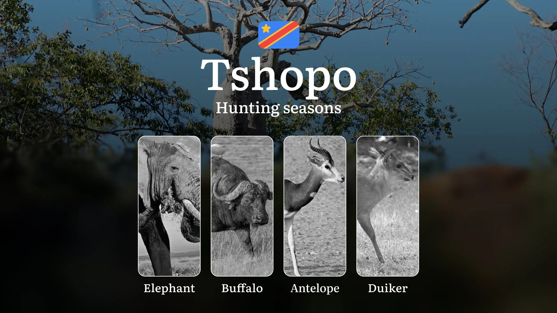 Hunting Seasons and Regulations in Tshopo (DRC): Timing, Species Restrictions, Licensing, and Strategic Advice