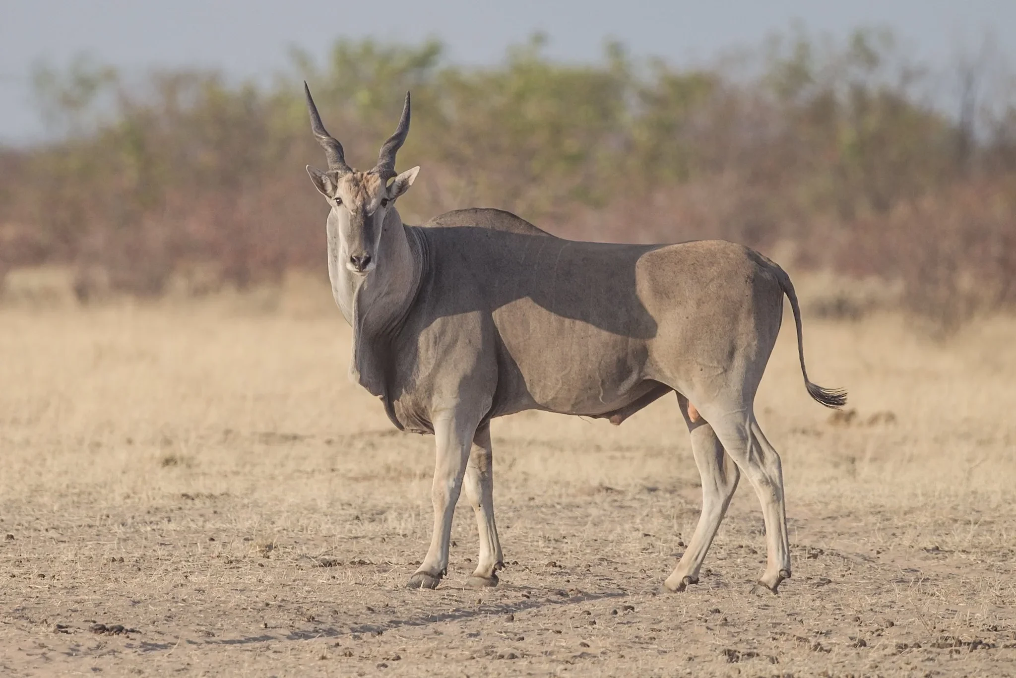 Gewone eland (Eland)