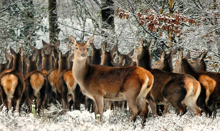 Rotwild-Notzeit: Winterfütterung jetzt notwendig?
Aktuelle News zur Rotwildfütterung in der Notzeit. Gesetzliche Vorschriften, Energiebedarf und praktische Tipps für Jäg