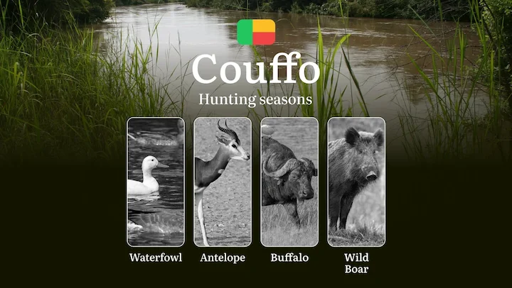 Hunting Time in Benin, COUFFO Region: Key Dates and Rules, Restrictions and Bans, Practical Tips of Choosing the Right Time and Location

Hunting in Benin is not only an 