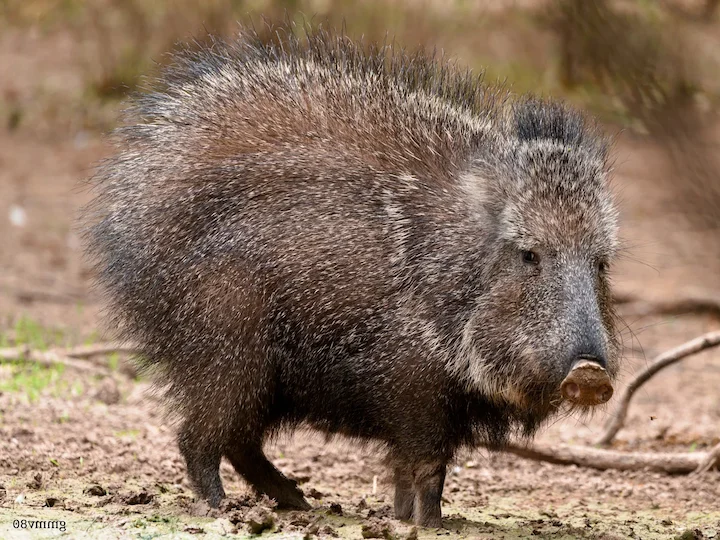 Chaco-Pekari (Wagner-Pekari) (Catagonus wagneri)