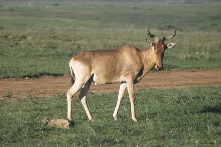 الحبارى (الهartebeest)