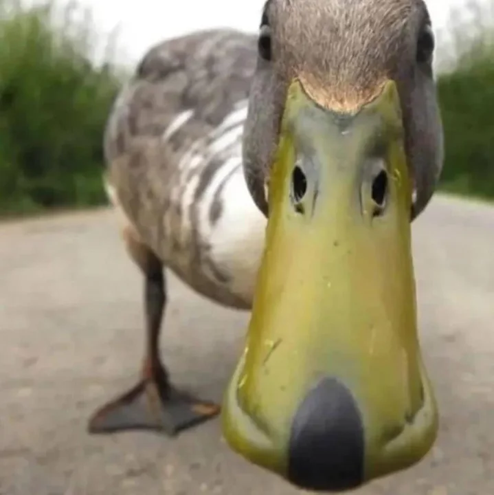 Poľovníctvo na Slovensku
