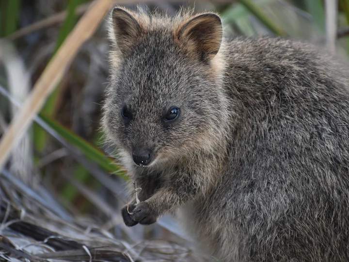 Kortstert-wallaby