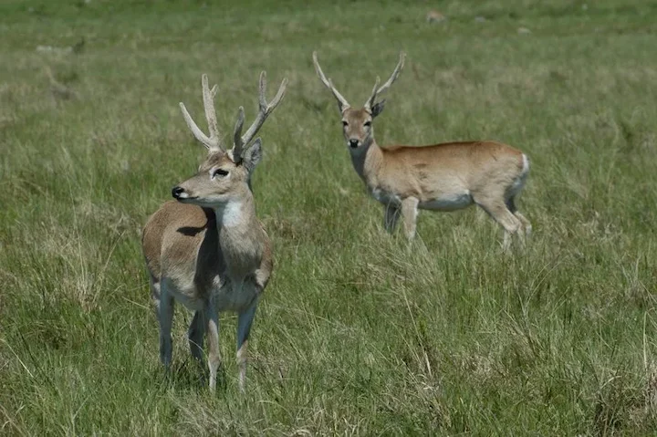 Բեզոարտիկ օզոտոցերոս (Ozotoceros bezoarticus), 3 of 5