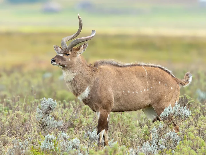 Մենտիս (Բուքստոնի մենտիս) (Tragelaphus buxtoni), 1 of 3