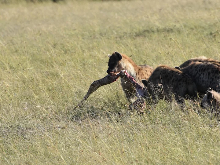 Hyena pruhovaná