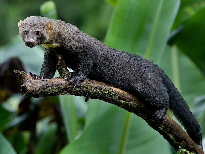 Tayra (Honungsgrävling) (Eira barbara)