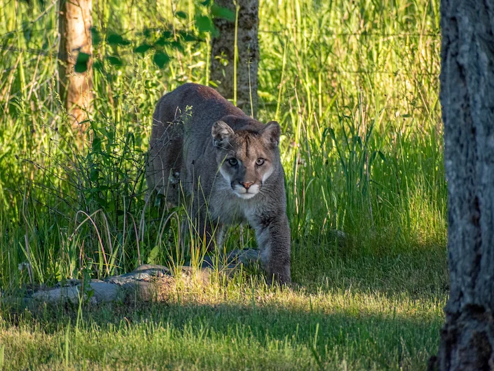Rocky Mountain Puma (Rocky Mountain Cougar) (Puma concolor hippolestes)