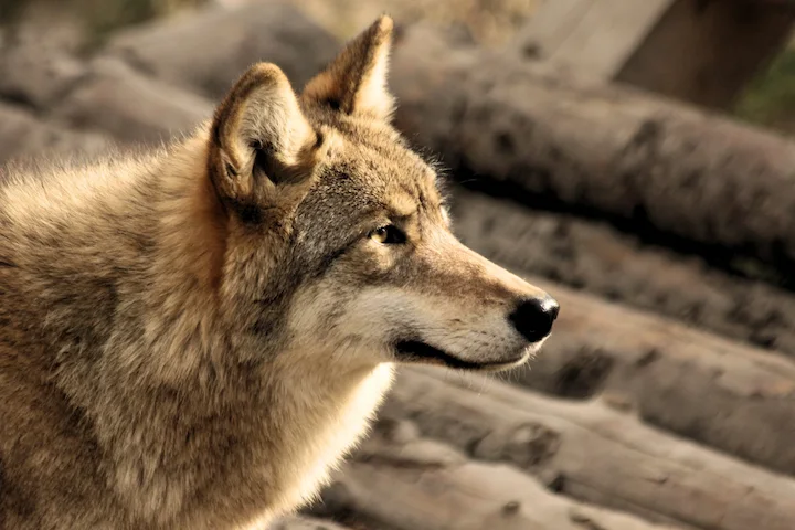 Wolf im Jagdrecht 2026: DJV begrüßt Gesetzesänderung – Was Jäger und Weidetierhalter jetzt wissen müssen
Wolf Jagdrecht Deutschland 2026: DJV unterstützt die Aufnahme in