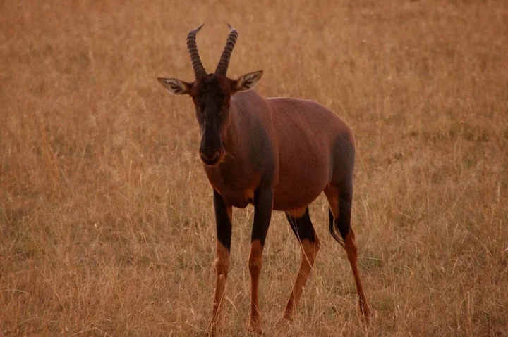 Տոպի (Լունատ տոպի) (Damaliscus lunatus), 2 of 2