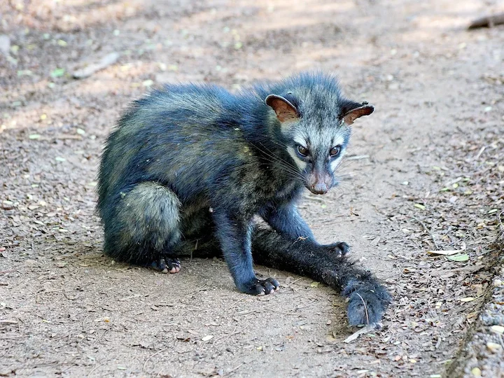 Asian Palm Civet (Common Palm Civet, Toddy Cat) (Paradoxurus hermaphroditus)