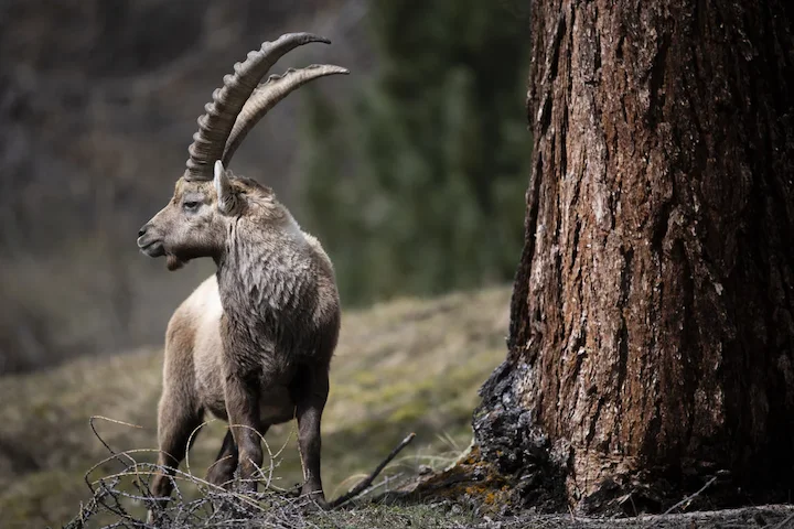 Jagd im Bernina (Kanton Graubünden), Schweiz: Topografie, Bevölkerung, Jagdansätze, Wildtiere, Jagdzeiten, Verbände, Vor… Jagd im Bernina (Kanton Graubünden), Schweiz: Topografie, Bevölkerung, Jagdansätze, Wildtiere, Jagdzeiten, Verbände, Vor…