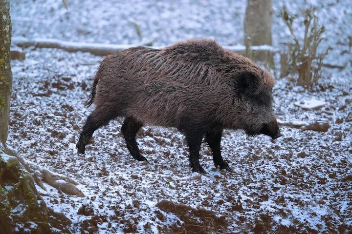 Côtes-d'Armor: colère noire des chasseurs contre une hausse de taxe jugée arbitraire