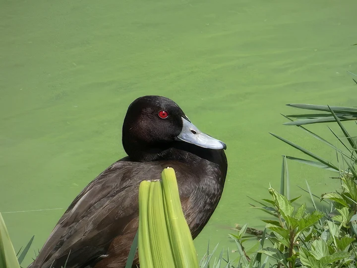 Južni počard (Netta erythrophthalma)