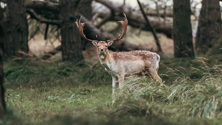 Whitetail Rut 2025: Why This Year’s Deer Hunting Season Will Be Different

Hunters across the Northeast and Midwest are preparing for a very different whitetail rut in 20