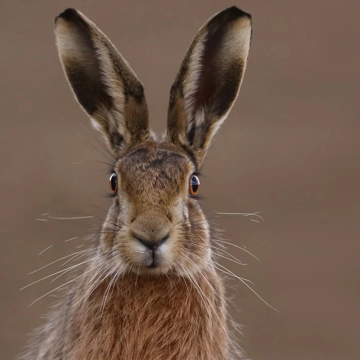 UK Introduces Major Ban on Brown Hare Hunting During Breeding Season