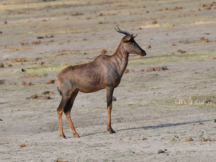 Топи (Лунатус топи) (Damaliscus lunatus lunatus)