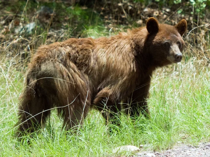 Amerikaanse swartbeer (Kermodebeer) (Ursus americanus amblyceps), 3 of 3