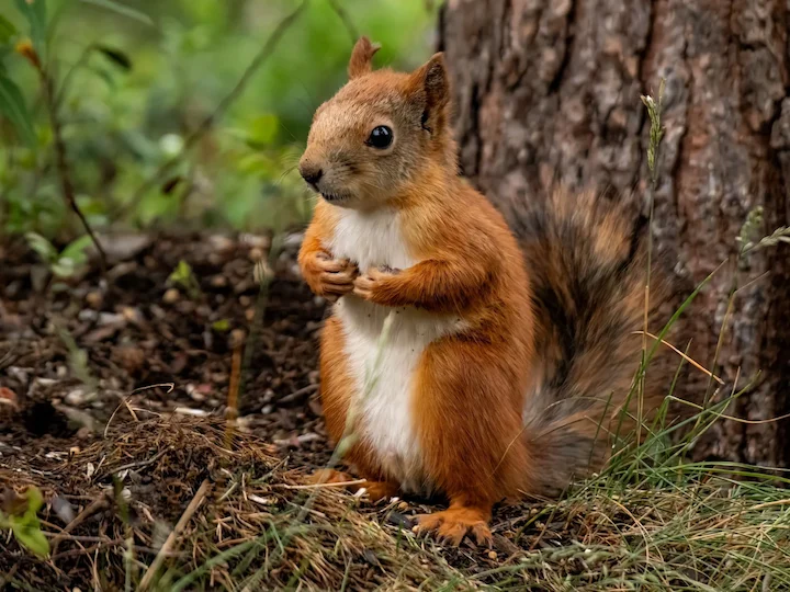Eichhörnchen (Gemeines Eichhörnchen) (Sciurus vulgaris vulgaris)
