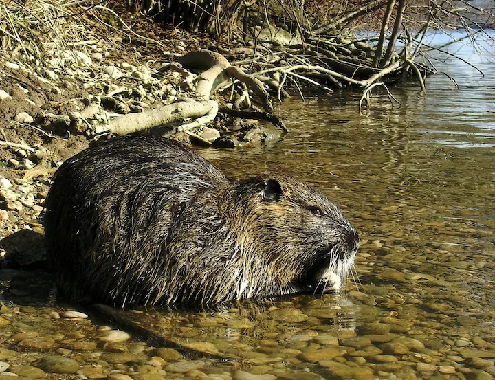 Coypu (Nylrot)