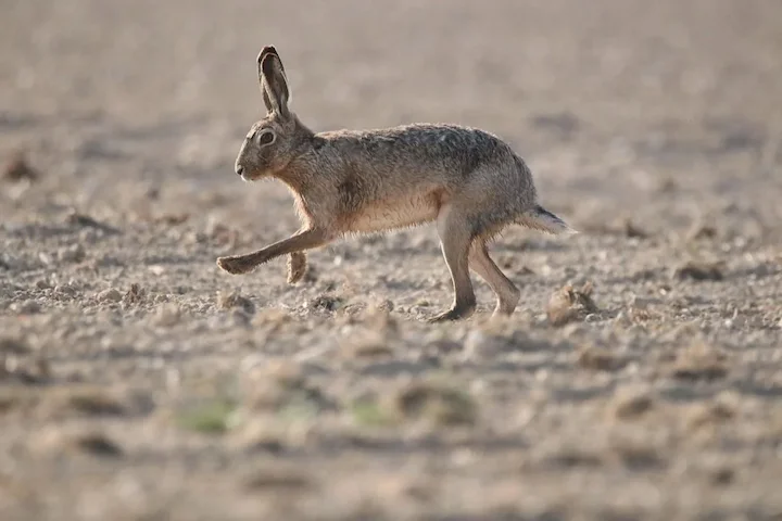 Castilla-La Mancha estudia contratar cazadores y guardas para control nocturno de conejos y endurecer la lucha contra la… Castilla-La Mancha estudia contratar cazadores y guardas para control nocturno de conejos y endurecer la lucha contra la…