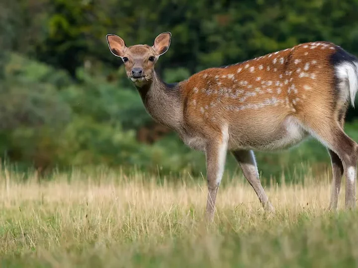 Sikahirsch (Japanischer Sikahirsch) (Cervus nippon nippon)
