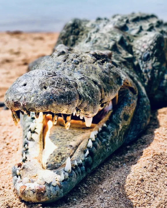 Crocodile Hunting in Zimbabwe & Mozambique: A Hunter's Guide