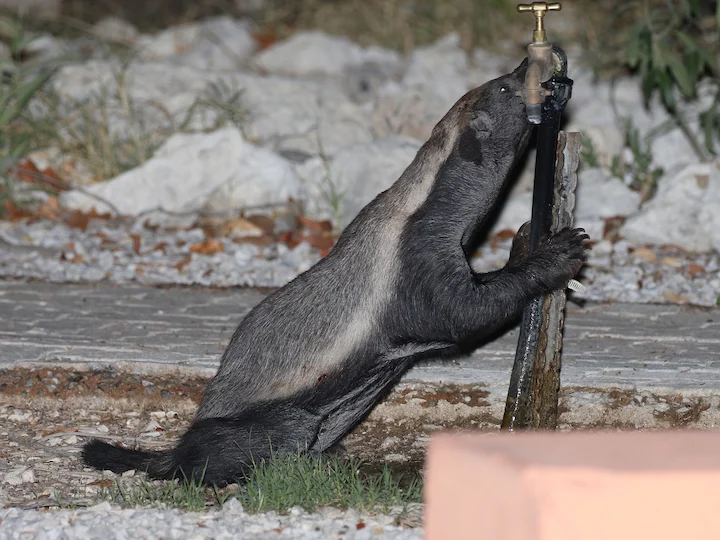 Ratel del Capo