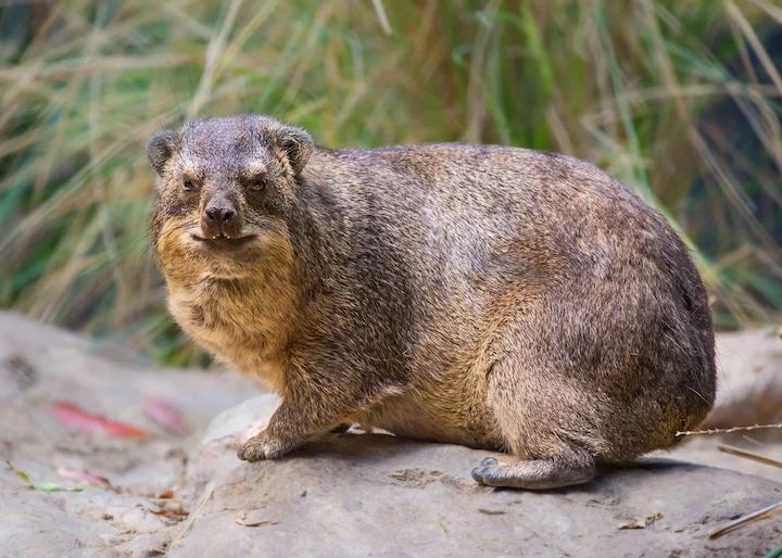 Kliphard (Dassie)