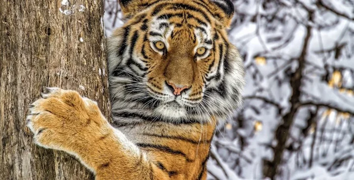 WWF представила данные о численности редких животных в России
WWF опубликовала ежегодный отчёт о своей деятельности в России и в регионе СНГ. В нём заметное место занима