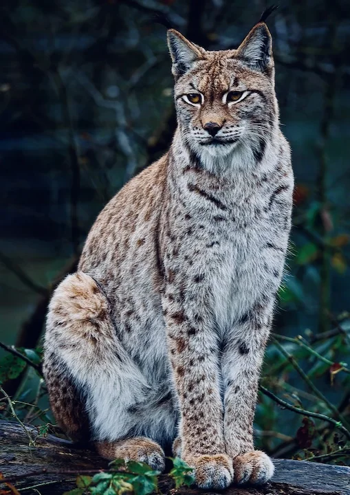 Lynx Hunting in Belarus: Season Dates, License Cost, Legal Regions & Field Tactics
Table of Contents Lynx Hunting in Belarus:
• When Does Lynx Hunting Start in Belarus?