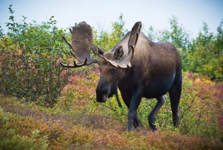 Älg (Skandinavisk älg) (Alces alces gigas)