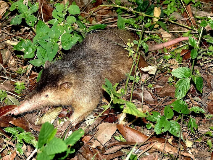 Solenodon (Paradoksiese solenodon) (Solenodon paradoxus), 2 of 3