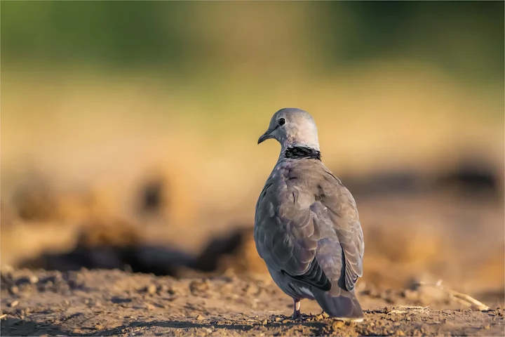 Hunting in SOUSSE: Game Species in Sousse, Hunting Seasons and Optimal Times of Hunting (PART II)

Tunisian Hunting Clubs and Associations

Sousse is home to several hunt