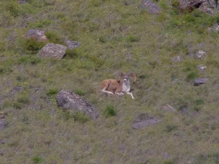 Argali (Kulanschaf) (Ovis ammon collium)