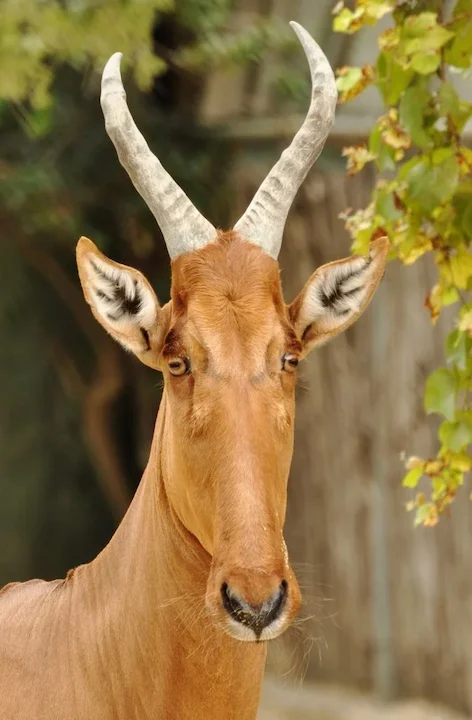 Լելվել հիպպոտրագել (Լելվել անտիլոպ) (Alcelaphus buselaphus lelwel), 2 of 3