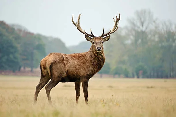Iowa Deer Hunters: Your Complete Guide to the 2025-26 Deer Hunting Seasons