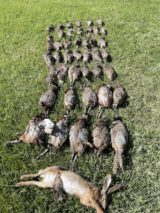 Small Game Hunting in Morocco 2025: Rabbits, Partridges, Quail — Season, Regions, Gear & Costs
Morocco offers prime conditions for small game hunting, especially for Eur