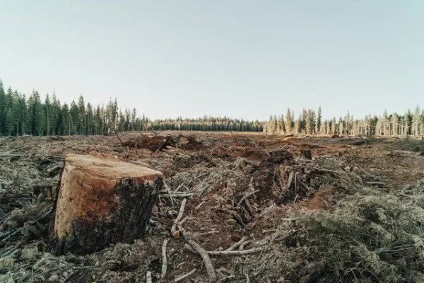 Unsustainable Logging, Fishing, Hunting Are the Main Factors of Extinction Crisis